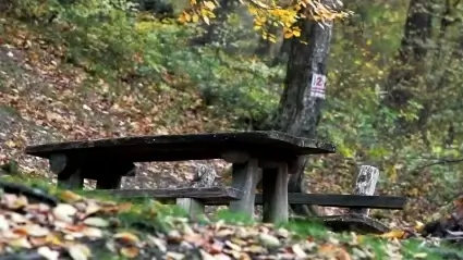 Bench in the woods