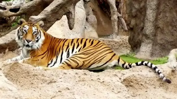 bengal captivity hybrid