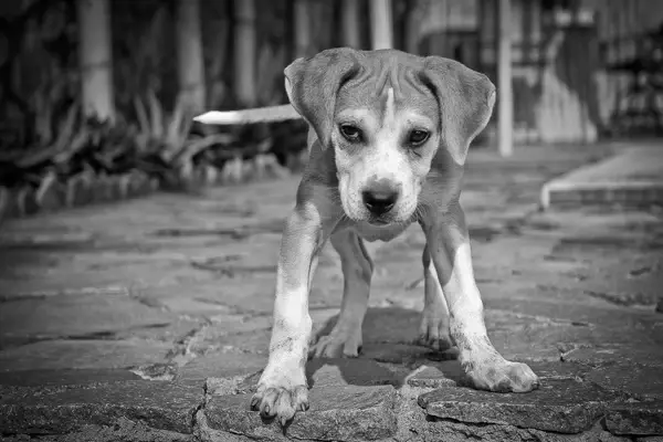 beware the dog