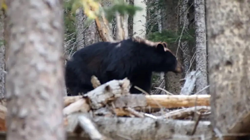 big black wild bear in forest