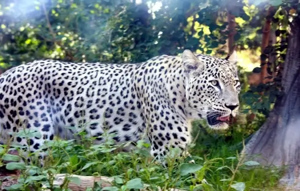 big cat cat leopard