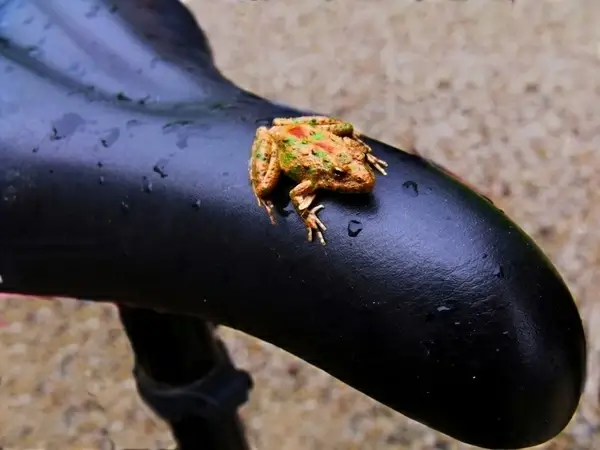 bike seat frog