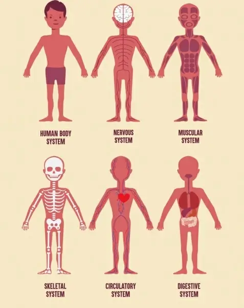 biology background human physics organs icons