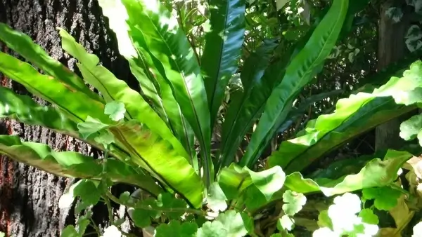 bird039snest fern