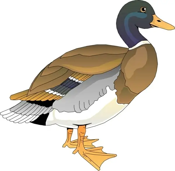 bird 60
