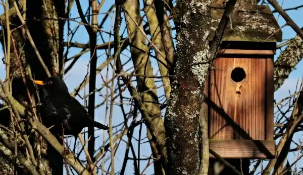 black bird perching on leafless branch near nest