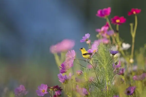 tiny yellow bird in beautiful garden