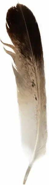 bird feather