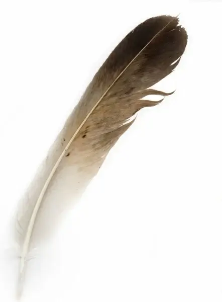 bird feather