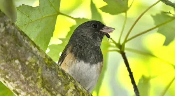 bird gets bug