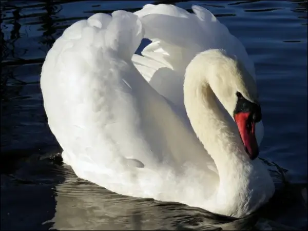 beautiful white swan on lake