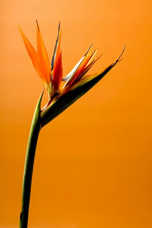 bird of paradise flower picture elegant closeup 