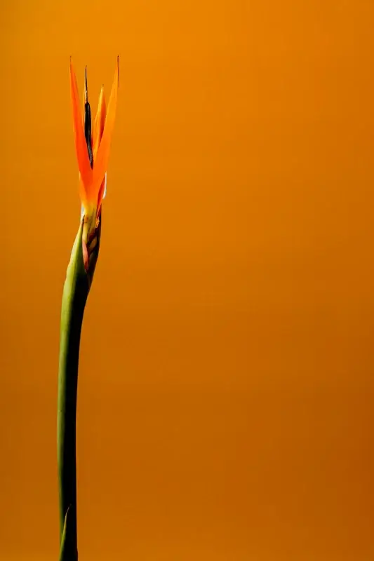 bird of paradise flower picture growing bud closeup