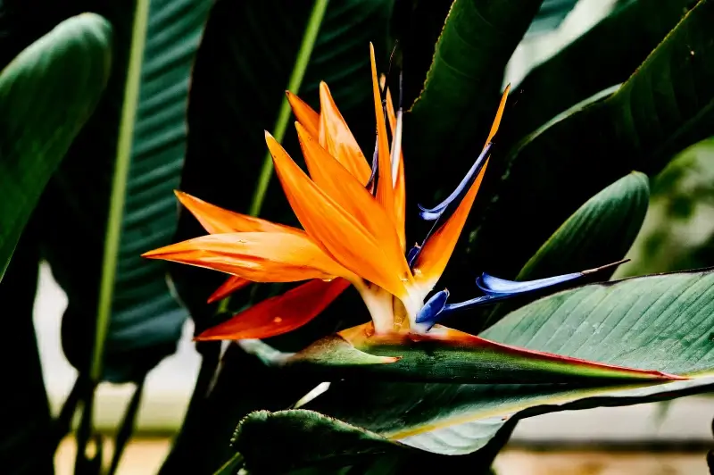 Bird of paradise flower picture elegant closeup Photos in .jpg format