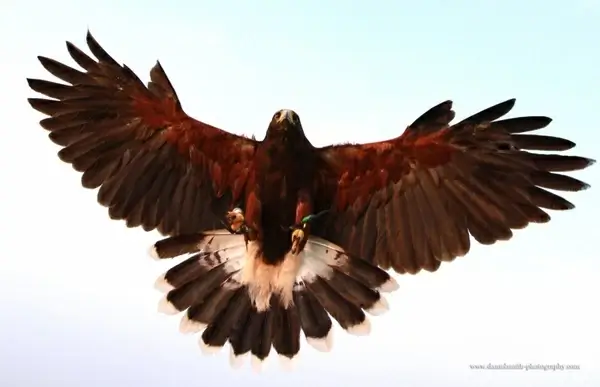 bird of prey landing