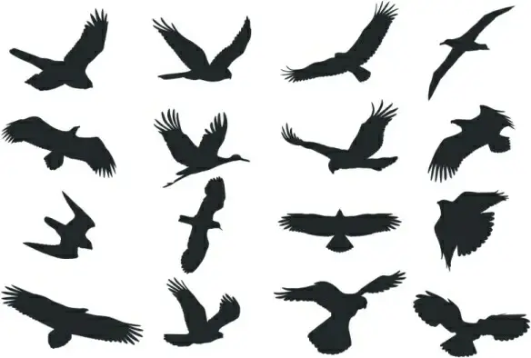 bird silhouette vector