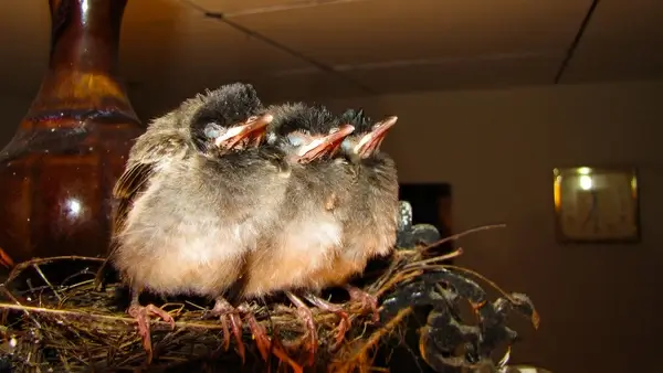 birds