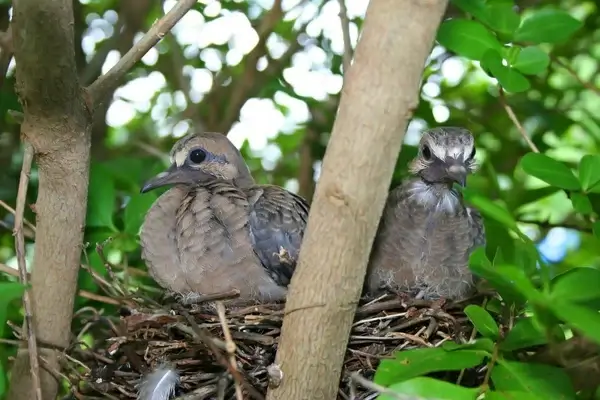 birds nest animal