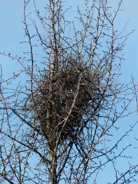 bird's nest nest tree