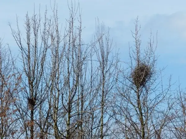 bird's nest nest tree