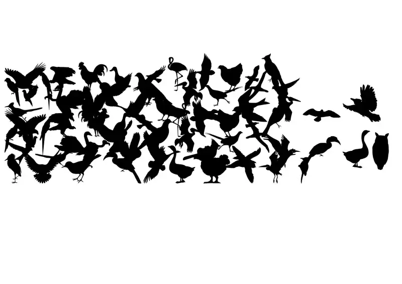 Birds of a Feather Font in truetype .ttf opentype .otf format free and