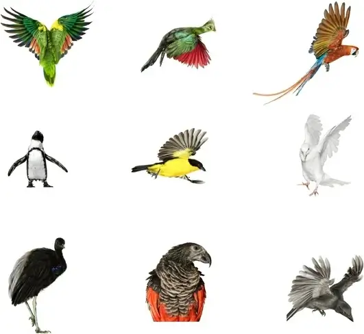 birds set hd picture