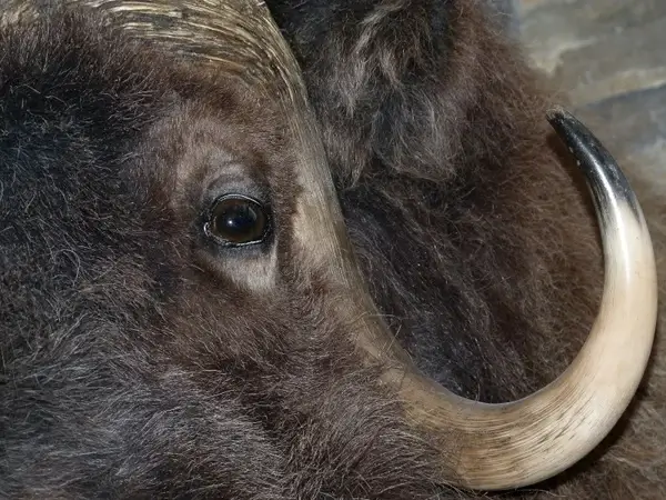 bison head mammal 