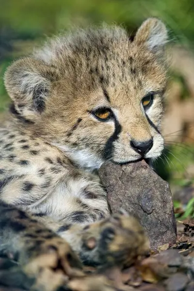 biting the wood