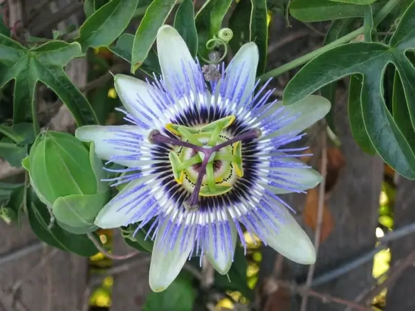 bizarre bloom