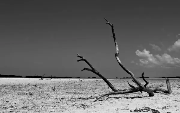 black and white shadow nature 
