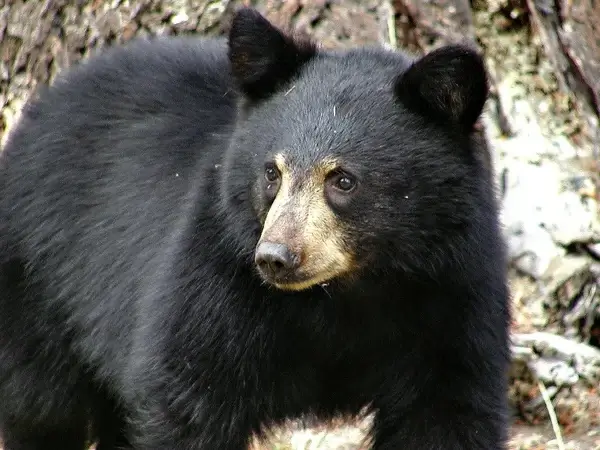 black bear mammal
