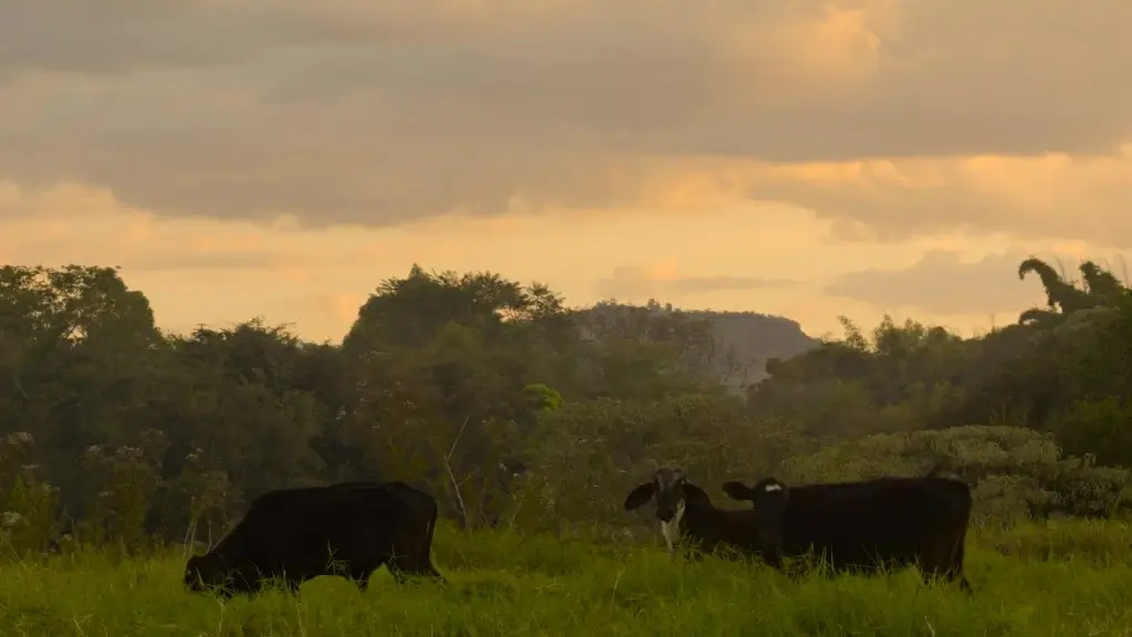 black cows grazing on meadow in countryside