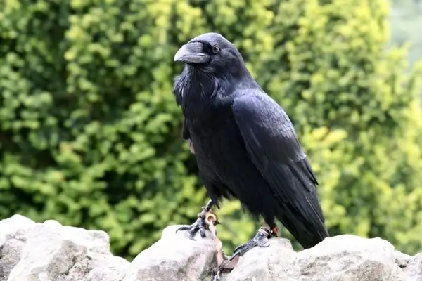 black crow