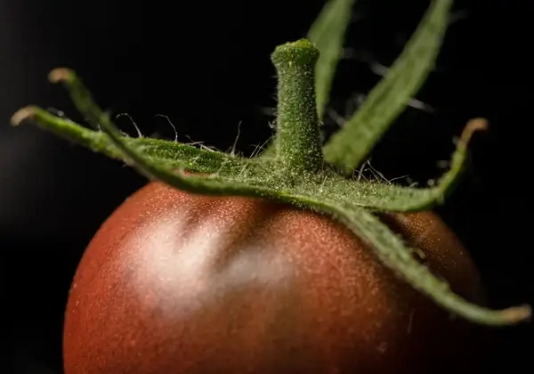 black hybrid cherry tomato