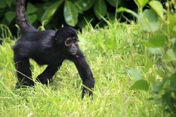 black monkey 
