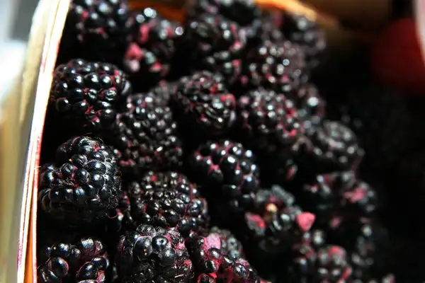 black raspberries