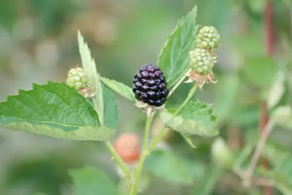 black raspberries dewberries