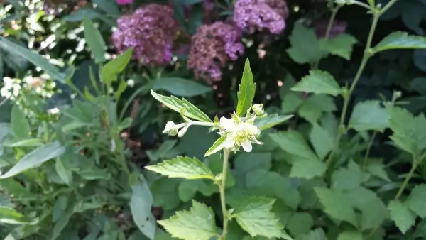 black raspberry flower