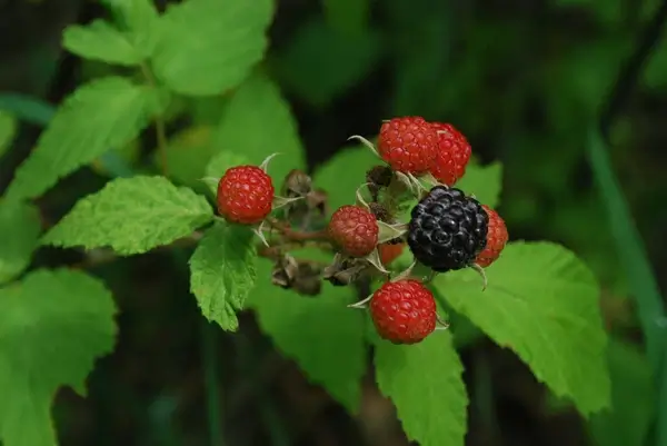 black raspberry rubus occidentalis