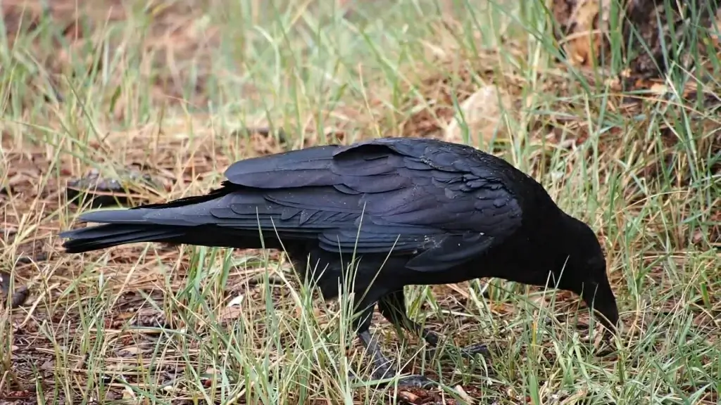 black raven looking food on ground