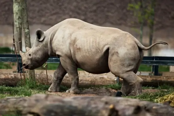 black rhino
