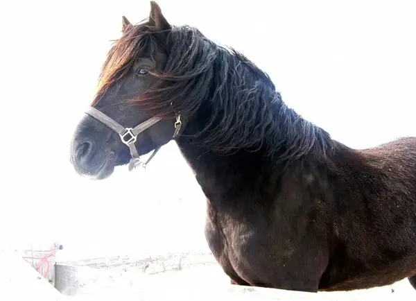 black stallion