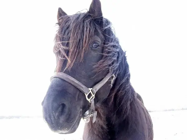 black stallion looking