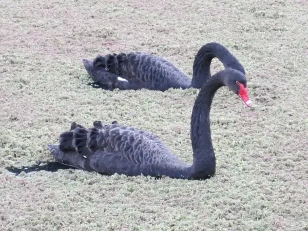 black swans