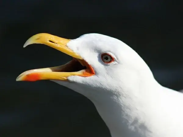 black-backed gull seagull bird