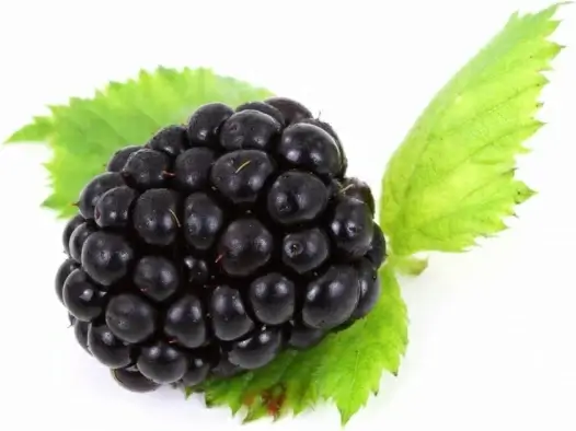 blackberry