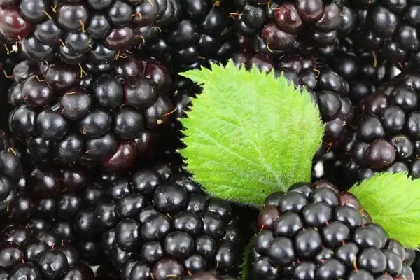blackberry background