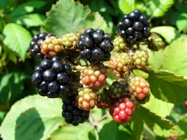 blackberry blackberries fruit