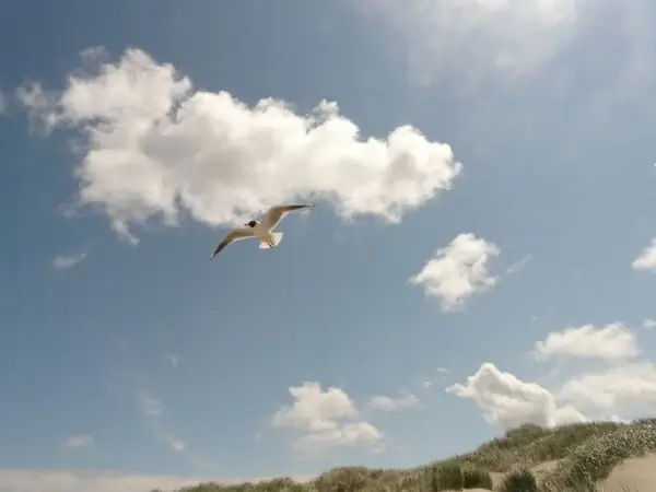 black-headed gull fly flight