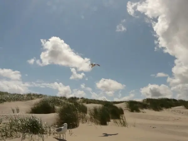 black-headed gull fly flight